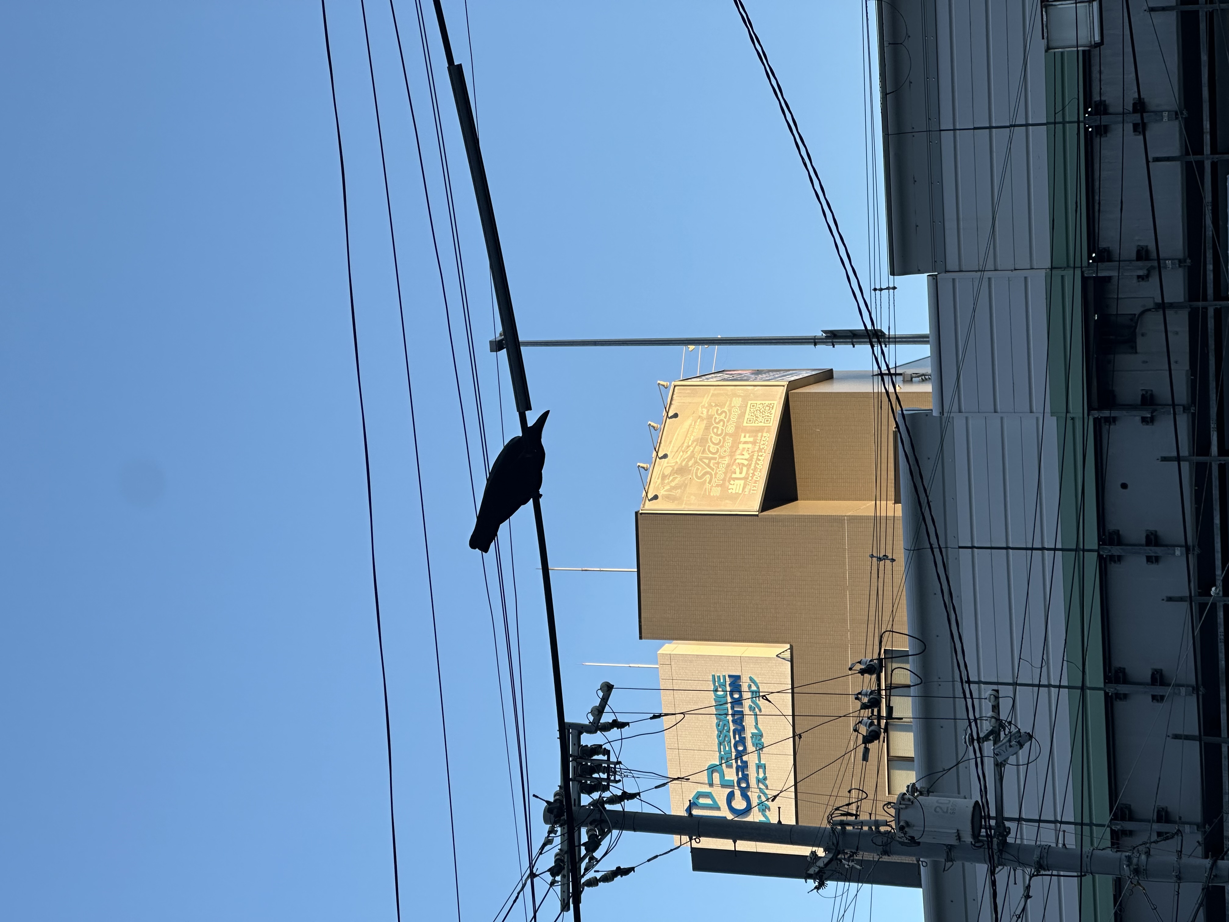 大乌鸦