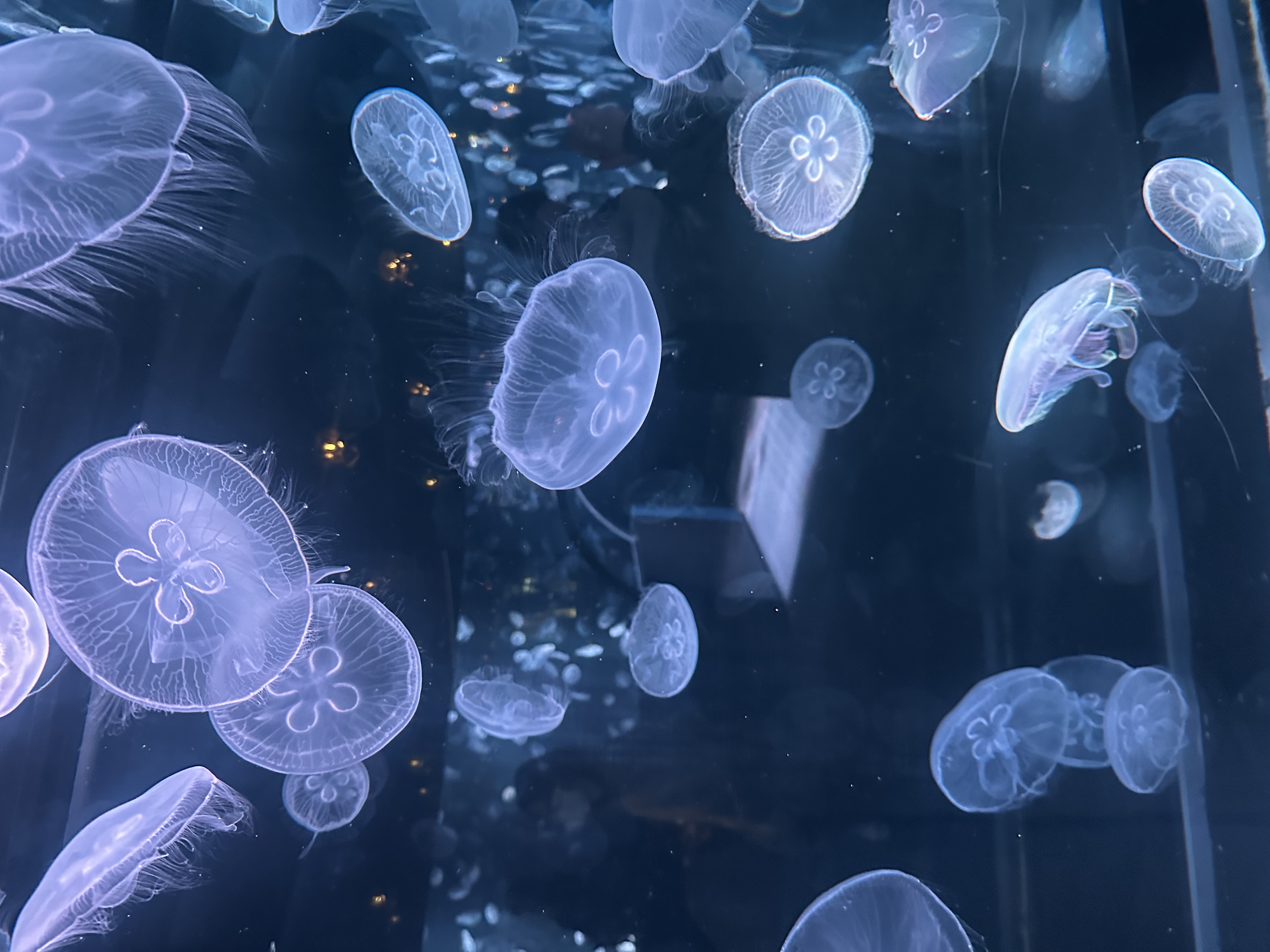 海洋馆水母